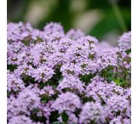 Semi di timo strisciante semi tagliati giardino acquistare decorazione balcone parterre 500pcs