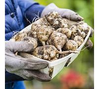 semi di Topinambur, esotico resistenti per giardini rocciosi semi di giardino giardino sul balcone raro per i luoghi soleggiati invernali vecchie 300pcs