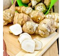 semi di topinambur esotico vecchie varietà di verdi aromatiche da giardino vecchie varietà Perenni resistenti per gli amanti del giardino 100pcs