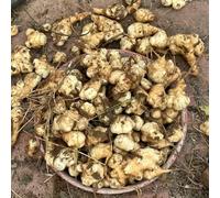 semi di Topinambur, raro per i luoghi soleggiati vecchie varietà giardino resistenti per giardini rocciosi giardino sul balcone orticole 200pcs