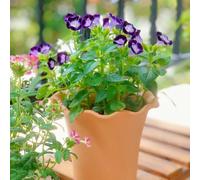 Semi di Torenia, semi Torenia fournieri, d'appartamento da balcone regali per giardinieri per luoghi soleggiati decorazione del soggiorno 200pcs