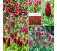 Semi di trepolo perenne resistente - da balcone in banchi elevati resistenti per balconi semi verdi 650pz