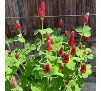 semi di trepolo semi per tetti verdi in resistenti, balcone letto elevato balcone decorativo 300pcs