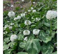 Semi di trifoglio bianco, coperto rialzata per interno rare giardino biologiche 800pcs