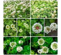 semi di trifoglio bianco copertura del terreno balcone biologici 1000pcs