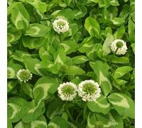semi di trifoglio bianco - d'appartamento esotiche Trifolium repens resistente resistenti in vaso giardino biologiche balcone rialzato con letto 500pcs