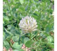 semi di trifoglio bianco giardino balcone 1500pcs