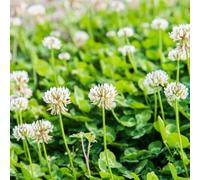 semi di trifoglio bianco giardino resistenti in vaso per esterno 500pcs