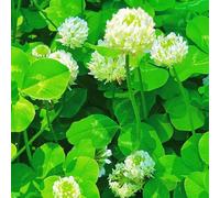 Semi di trifoglio bianco - in vaso serre balcone biologiche copertura del terreno per la balcone 400pcs