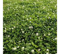 Semi di trifoglio bianco rivestiti in nitro e vaccinati 0,5 kg di Seeds2Go