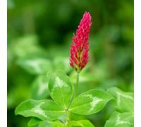 Semi di trifoglio cremisi rosso, semi di e perenni esotiche estivi farfalle vecchie varietà resistenti per il giardino 400pcs