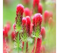 Semi di trifoglio cremisi rosso, semi di farfalle da giardino roccioso e perenni estivi selvatici rare 300pcs