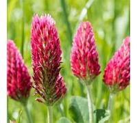 Semi di trifoglio cremisi - semi di Trifoglio incarnato - esotiche selvatici resistenti per il giardino per giardino medicinali 300pcs