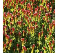 Semi di trifoglio cremisi - verdi prodotti sostenibili resistenti per giardini rocciosi balcone selvatiche semi di per 200pcs