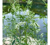 semi di trifoglio dolce - del giardino farfalle da roccioso resistenti primaverili per il tappezzante 300pcs