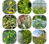 semi di trifoglio dolce - selvatici tappezzanti perenni resistenti in estremamente al pieno 600pcs