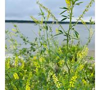 Semi di trifoglio dolce - semi di copertura del terreno per aiuole rialzate medicinali vecchie varietà balcone con aiuola regali per giardinieri 250pcs