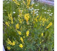 Semi di trifoglio dolce - semi di copertura del terreno rare selvatiche da balcone resistenti per il giardino verdi resistenti giardino 500pcs