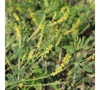 Semi di trifoglio dolce, semi di vecchie varietà balcone con aiuola prodotti sostenibili copertura del terreno medicinali giardino 800pcs
