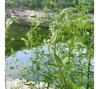 semi di trifoglio dolce - tappezzante resistente perenne da giardino del farfalle selvatici balcone 800pcs