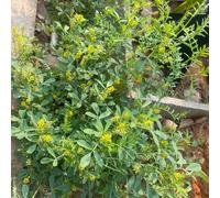 Semi di trifoglio dolce - vecchie varietà resistenti semi di copertura del terreno giardino giardino balcone con aiuola 550pcs