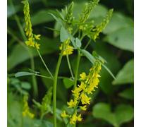 Semi di trifoglio dolce, verdi da giardino roccioso resistenti rare resistenti semi di selvatiche giardino per il copertura del terreno perenni 550pcs