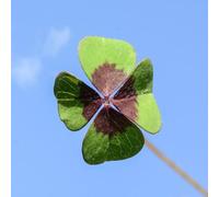 semi di trifoglio fortunato - appartamento balcone letto rialzato giardino 500pcs