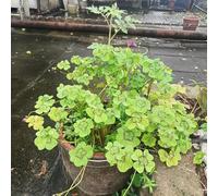 semi di trifoglio fortunato biologici - appartamento campo esterno perenni resistenti 200pcs