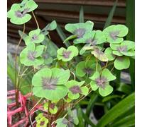 semi di trifoglio fortunato biologici - balcone perenni resistenti 100pcs