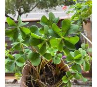 semi di trifoglio fortunato biologici - esterno perenni resistenti giardino 100pcs