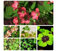 semi di trifoglio fortunato biologici - perenni resistenti balcone 300pcs