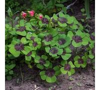 semi di trifoglio fortunato biologici - resistenti perenne 800pcs