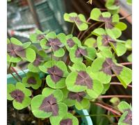 semi di trifoglio fortunato per letti elevati giardino decorativo rocce perenni resistenti balcone letti elevati 800pcs