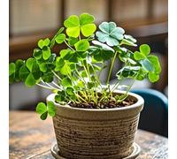 semi di trifoglio fortunato, semi di d'appartamento semi di rare 300pcs