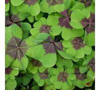 Semi di trifoglio fortunato, serre da balcone vecchie varietà semi biologici perenni regali per gli amanti del giardino di da esterno 1000pcs