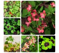 semi di trifoglio fortunato, tappezzanti resistenti, 300pcs