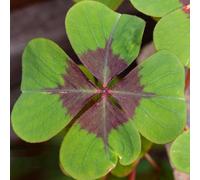 semi di trifoglio fortunato - tappezzanti resistenti rustiche giardino aiuole rialzate perenni 1000pcs