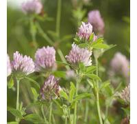 semi di trifoglio rosso, balcone da esterno resistenti di decorazione da giardino selvatici 100pcs
