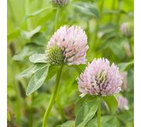 semi di trifoglio rosso biologici - balcone da giardino resistenti serra esotiche 100pcs