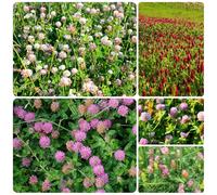 semi di trifoglio rosso biologici - resistenti da giardino balcone decorative da interno 400pcs