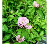 Semi di trifoglio rosso, erbacee, Trifolium pratense, esotiche resistenti perenni resistenti per il giardino orto 300pcs