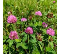Semi di trifoglio rosso, erbacee, Trifolium pratense, selvatiche semi di campo esotiche resistenti prodotti 600pcs