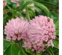 Semi di trifoglio rosso, giardino interno giardino roccioso resistente copertura del terreno 100pcs