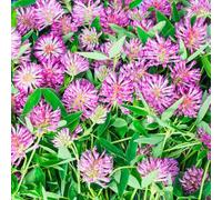 Semi di trifoglio rosso, giardino, resistenti in vaso giardino roccioso copertura del terreno arredamento del soggiorno 200pcs