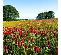 semi di trifoglio rosso, giardino selvatici da balcone tappezzanti resistenti in aiuola rialzata 1000pcs