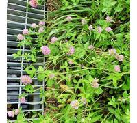 semi di trifoglio rosso resistente - giardino balcone 1000pcs