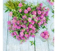 Semi di trifoglio rosso resistenti in vaso giardino, copertura del terreno balcone rialzato con letto 500pcs