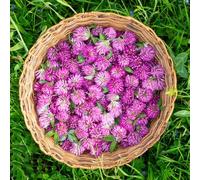Semi di trifoglio rosso, resistenti in vaso giardino interno d'appartamento esotiche, giardino biologiche copertura del terreno 500pcs