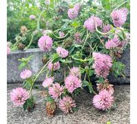 semi di trifoglio rosso, resistenti per giardino rocciosi esotiche decorative di biologiche, perenni, 300pcs