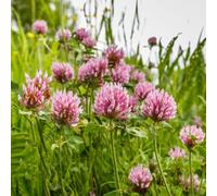 semi di trifoglio rosso - tappezzanti in vaso rialzata Vecchie varietà resistenti Aiuole rialzate per il giardino balcone con interna arredamento del soggiorno 150pcs